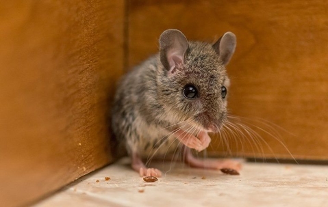 a mouse in a kitchen cabinet