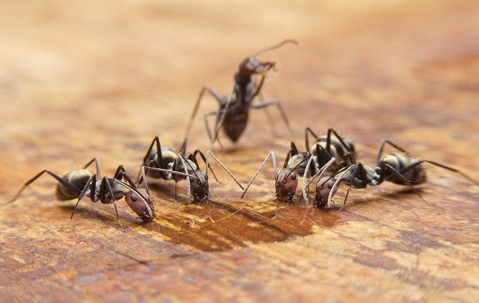 ants crawling on a kitchen table