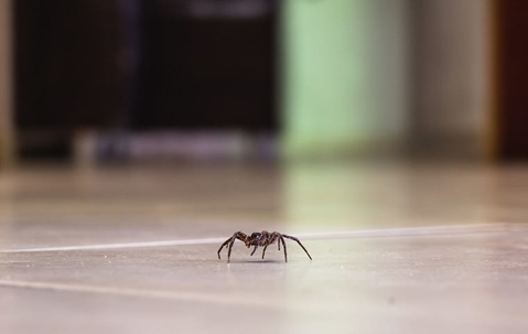 spider in house