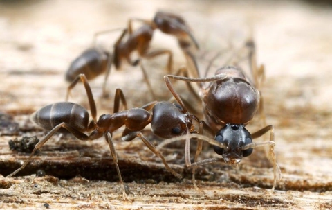 group of argentine ants