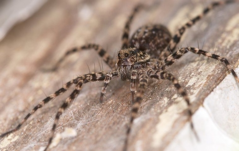 wolf spider up close