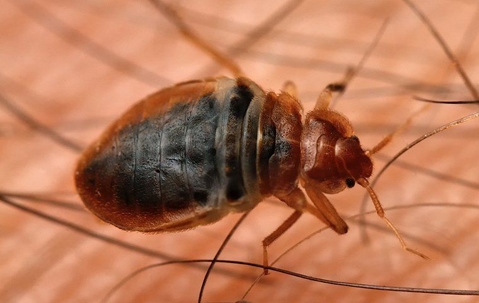 Bed Bug crawling on human skin