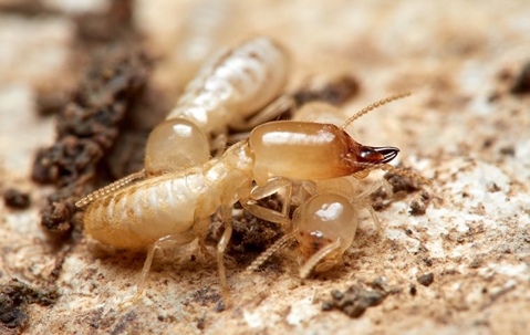 cluster of termites on ground