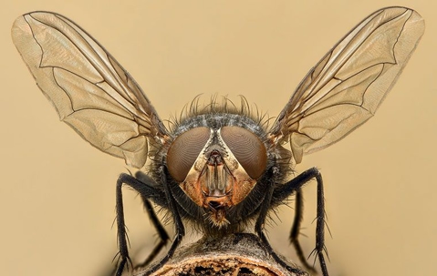 a close up of a house fly