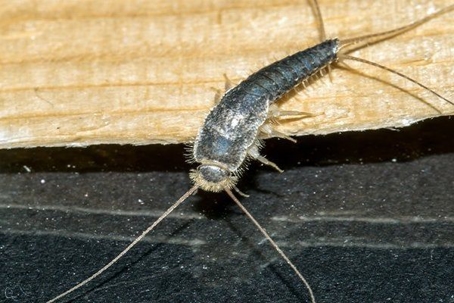 a silverfish crawling in a bathroom