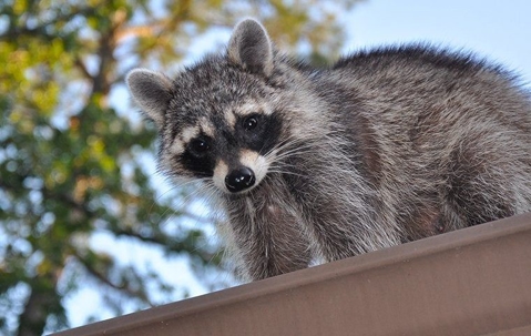 raccoon on a roof