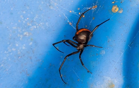 close up of black widow spider