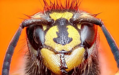 an up close image of a hornet