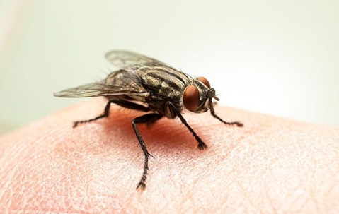 house fly on a persons skin