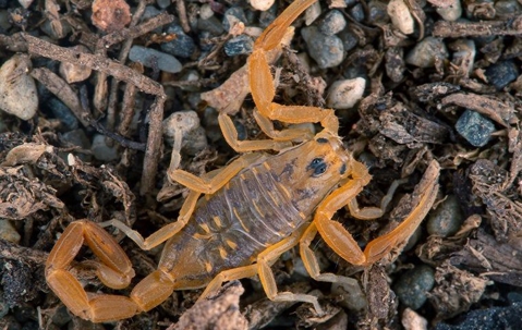 bark scorpion crawling in landscaping