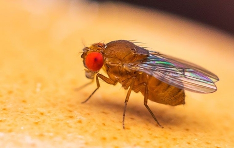fruit fly on fruit