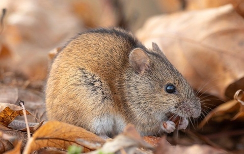 close up of mouse in leaves