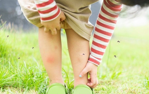 mosquitos in the summer