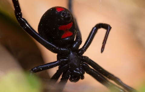 black widow