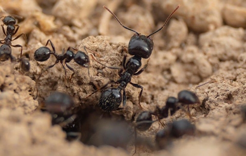Ants crawling out of a hole