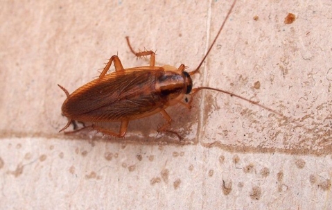 german cockroach on wet tile floor