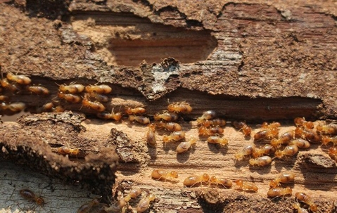 termites eating wood in house