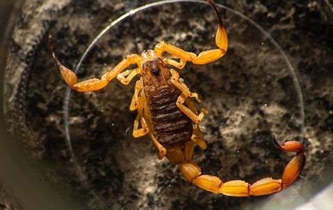 close up of scorpion in a glass