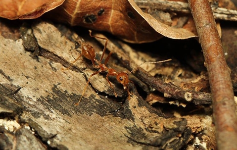fire ant on bark mulch