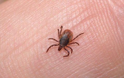 close up of tick on finger