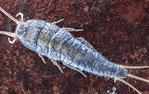 silverfish on a bathroom floor