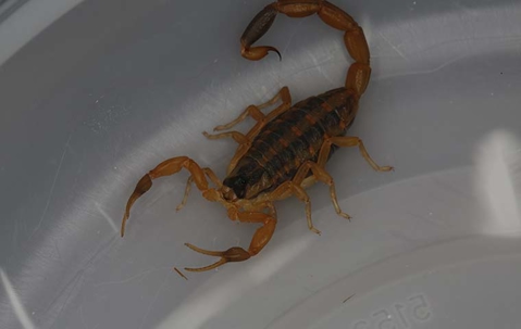 bark scorpion in container