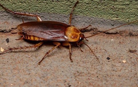 American cockroach crawling by a wall