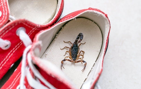 scorpion in bottom of a shoe