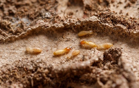 little termites in a mud tunnel
