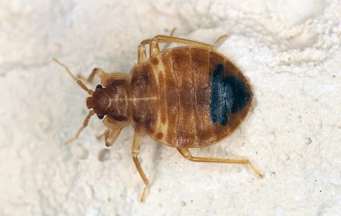 bed bug in home