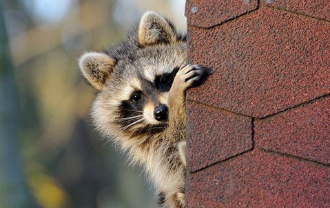 a raccoon climbing a house