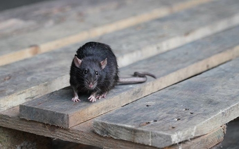 rat on pallet