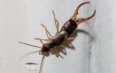 an earwig crawling on a wall