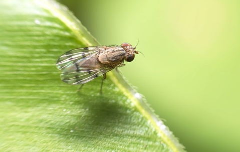 fruit fly on the edge of a leaf
