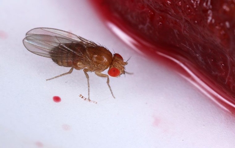 fruit fly on plate