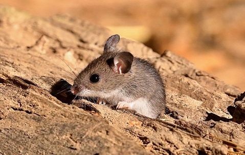 a deer mouse sitting on a log