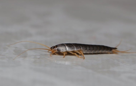 a silverfish crawling in a home