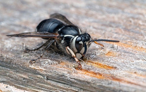 bald faced hornet chewing on wood
