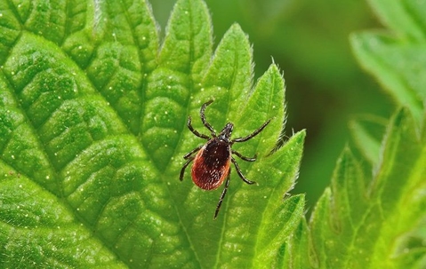 deer tick on leaf