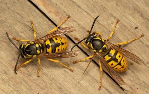 yellow jackets
