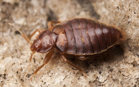 large bed bug on ground