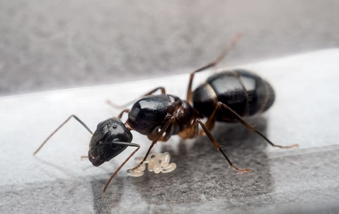 a carpenter ant crawling in a home