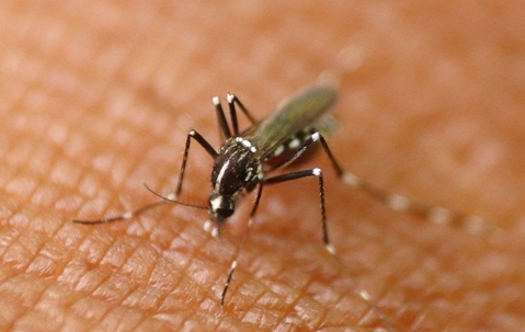 mosquito biting human skin