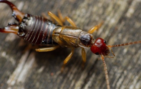 earwig up close