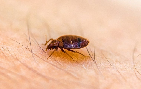 close up of bed bug crawling on skin