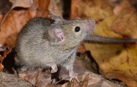 house mouse in leaves