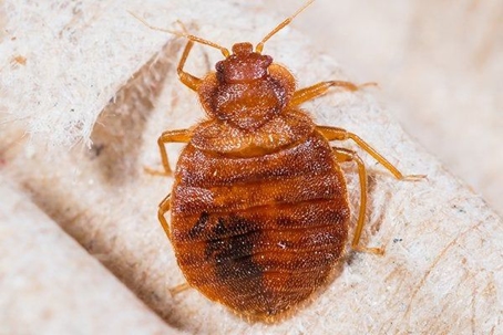 bed bug crawling on blanket