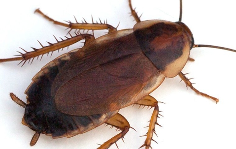 cockroach crawling on ground