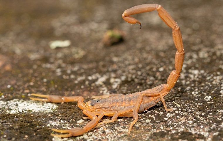 What You Should Know About Scorpion Control In Bryan, TX