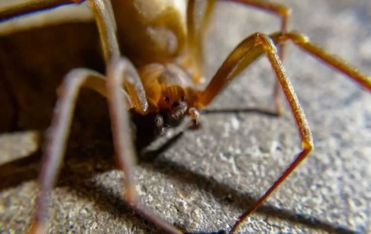 brown recluse on basement floor